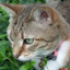 Frimousse Caruso