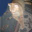 Katt kungen