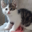 Clientywissocq