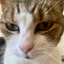 Birchy Cat