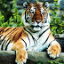 Antonella Tigerlover