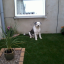 Miss demetriou