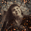 Connie Tornevall