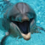 Dominique Chatelain