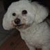 Pat Perrin profile image