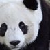 Panda Dos profile image