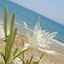 Mare Menfi