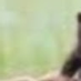 Hammy Ham