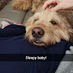 Cool Dog