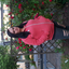 Marcelle