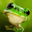 Net Froggy