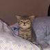 Nikas