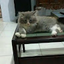 Harsya Syabil Budiman