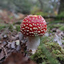 Gita Amanita