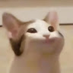 Avatar del usuario