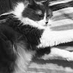 T. S. Bath Sysperia photo