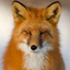 Renard