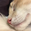 PURRSNICKITY KITTY