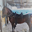 Carlos Andres Lopez Colorado