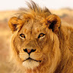 king