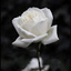 Rose Garcia