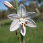 Asphodelus Asphodelus