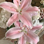 Naheed