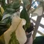 Native Landscapes