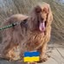 Vanessa Maillet