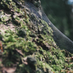 Amber