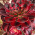 Home 21 YVONNE succulents