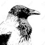White Hawk White