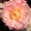 Susan Morris