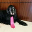 El perro de la corbata rosa Pa
