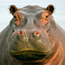 Hippo