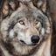 wolfman