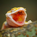 Blorp Blorp