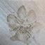 Linda Maybee Scharf