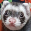 Mako the Ferret