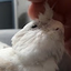 Rocky DeTiel