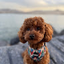 Choco The Poodle
