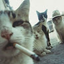 Wild Catto