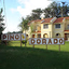 pino dorado
