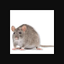 Dat Rat