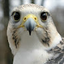 Lottie L Gyrfalcon