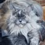Minka Maine Coon