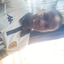 simthembile tys