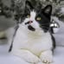 Lyulya Kebaba