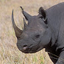 Black Rhino